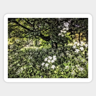 Summertime cow parsley Sticker